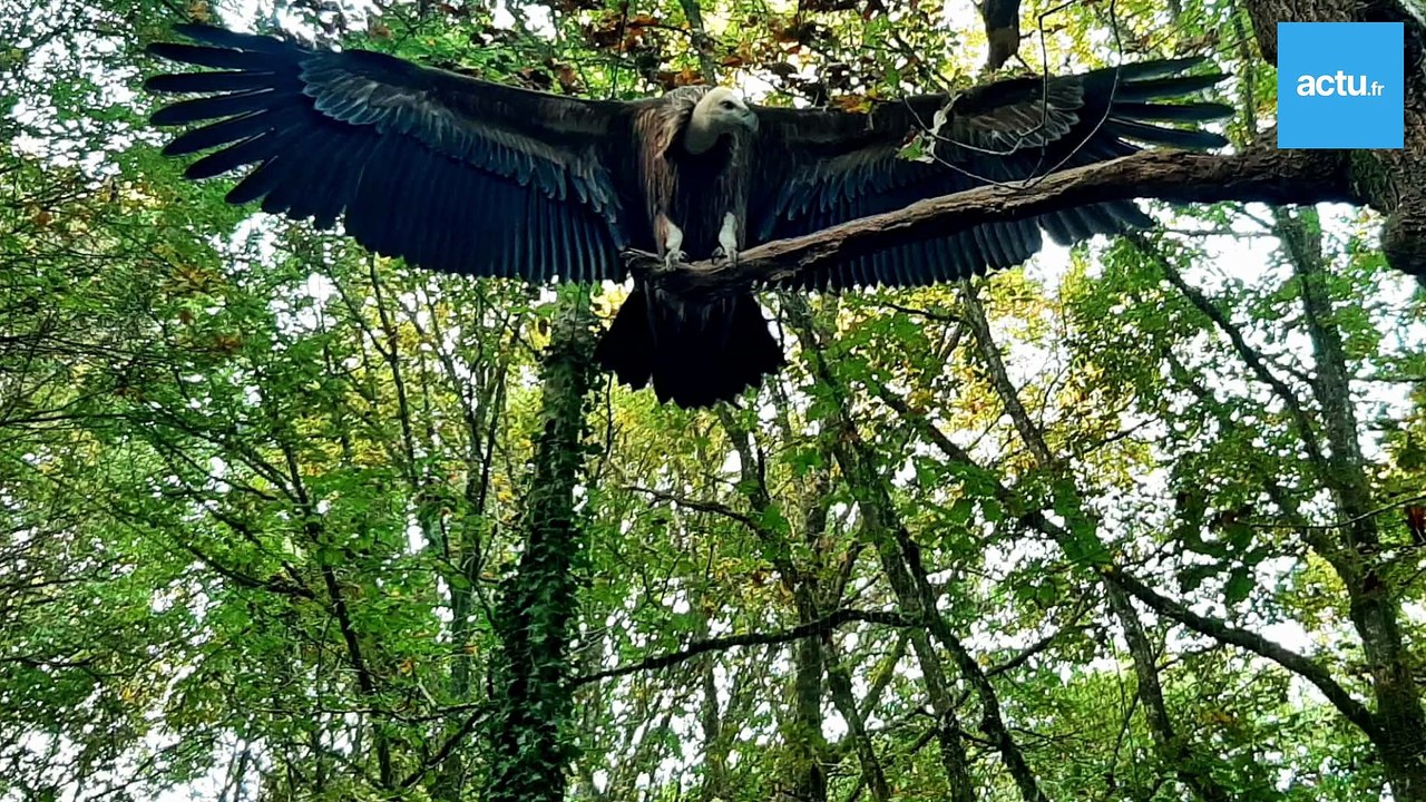 Un vautour quitte ce zoo pour être réintroduit en Bulgarie