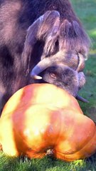 Epic Muskox vs Giant Pumpkin Showdown! 🐂🎃 | Point Defiance Zoo Boo 2025 | Fall Enrichment Fun