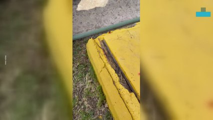 Toddler Puts Bee in Her Mouth