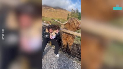 Highland Cow Hilariously Gives Woman Concussion