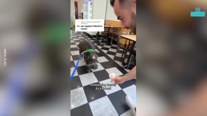 Beloved Pet Pig Enjoys Ice Cream Day Trip Out