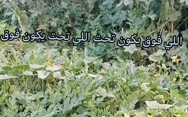 اللي فوق يكون تحت اللي تحت يكون فوق نقي قلبك