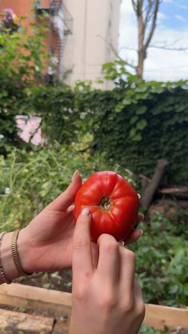 When To Pick Your Tomatoes To Avoid Splitting