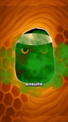 L'animal qui n'a peur de rien : le ratel !