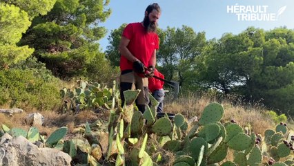 Marie Parrot, de l'ONF, sur l'arrachage des figuiers de barbarie à Sète
