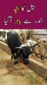 BULL ka BACHA Bahar Agaya 😱