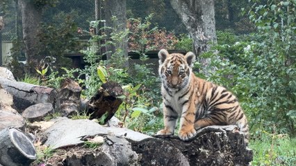 Knowsley Safari and Girlguiding North West Launch Conservation Badge