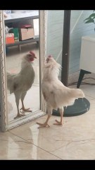 Cock Fighting With Self in Mirror Funny Video - FunkyPets4u