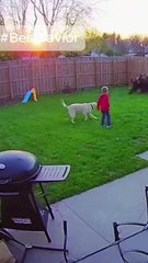 🐾 Brave Dog Saves Child From Bear | Real CCTV & Police Body Cam Footage