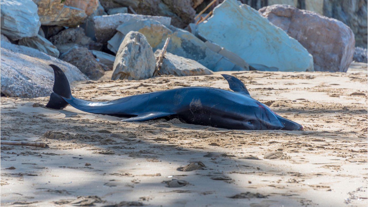 Les dauphins eux aussi atteints d'Alzheimer ? Cette découverte inattendue sur des dauphins échoués