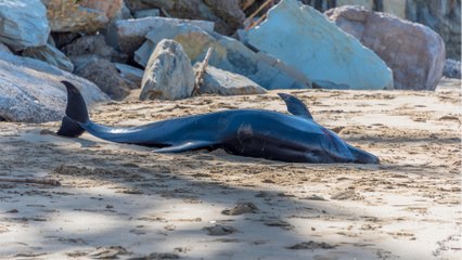Les dauphins eux aussi atteints d'Alzheimer ? Cette découverte inattendue sur des dauphins échoués