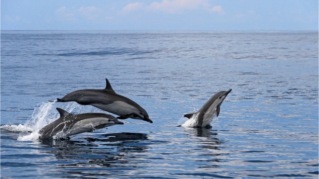 Les dauphins eux aussi atteints d'Alzheimer ? Cette découverte inattendue sur des dauphins échoués