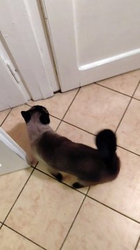 Cat good night - every night :) He Wants to Go Out… But It’s Always the Middle of the Night! 🐾😴 #cat #shorts #catvideo #funnycats #funnyanimals #cutecats #cuteanimals #trending #viralcats #fyp