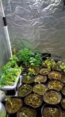 Estufa com mais de 100 pés de maconha é desmantelada na Grande Florianópolis; VÍDEO