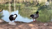 Os animais mais fofos do mundo N•578
