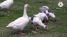 Os animais mais fofos do mundo N•579