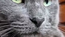 Os animais mais fofos do mundo N•581