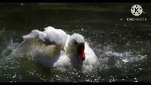 Os animais mais fofos do mundo N•580