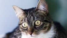 Os animais mais fofos do mundo N•582