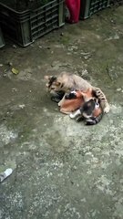 Mumma cat protecting her little kittens