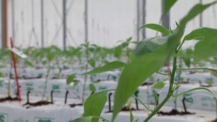 Bayer, a Latina le nuove serre ad alta tecnologia