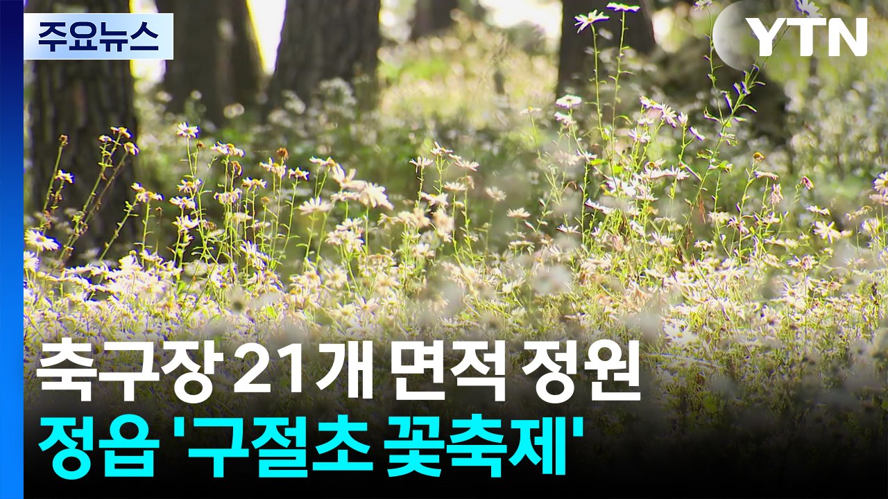 하얀 꽃물결 출렁...가을 절정 맞은 정읍 '구절초 꽃축제' / YTN