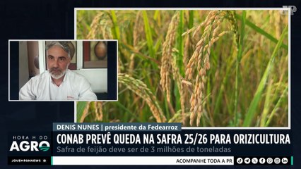 Confira como deve ser a safra 25/26 de arroz e feijão  | HORA H