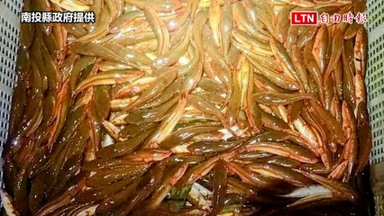 乘勝追擊！日月潭惡霸魚虎球離岸 電撈落網近900尾