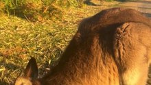 Australian kangaroo
