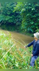 Big Fish Caught Using Traditional Bamboo Poles Fishing 🎣
