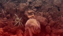 Funny pet's moment