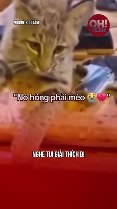 Funny pet's moment