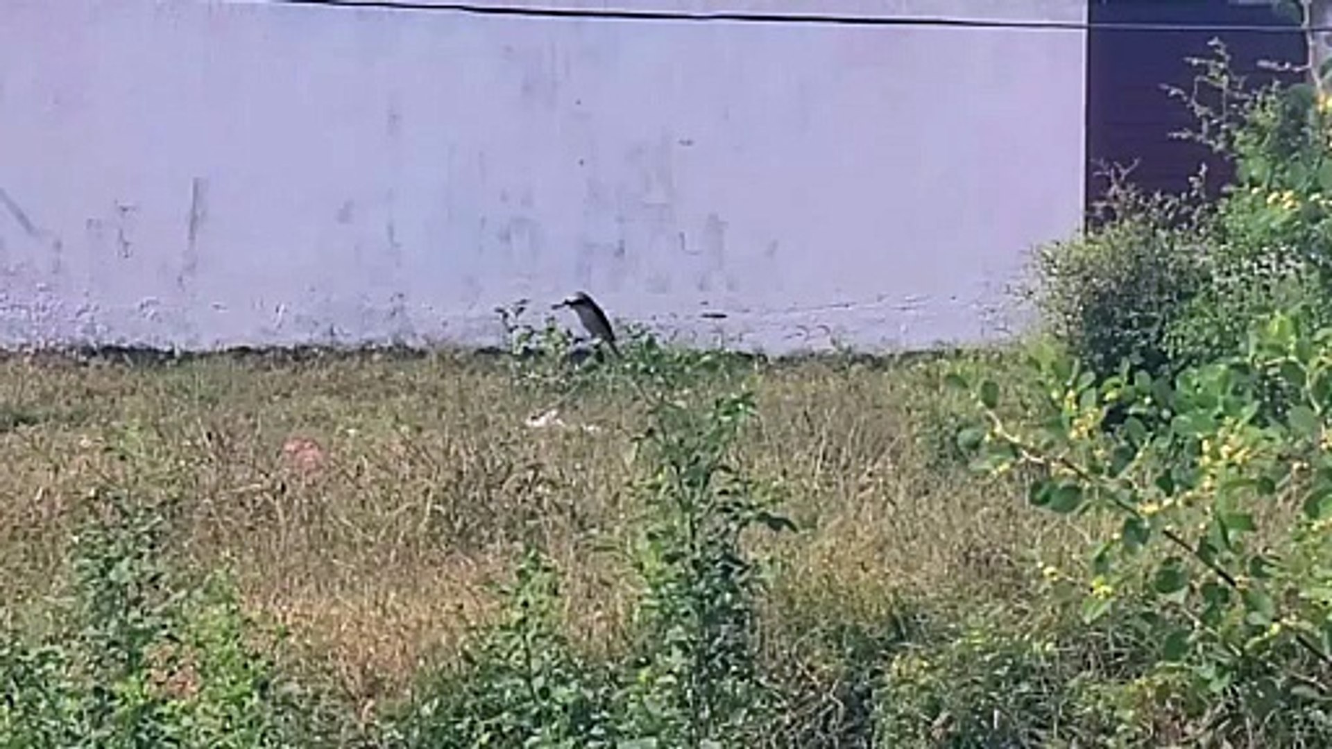 ⁣Shrike Bird Calling Sound | Unique Voice of the Predator Songbird