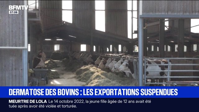Les exportations de bovins vivants suspendues pendant 15 jours en raison de la dermatose nodulaire