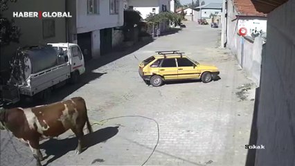 Nevşehir’de kızgın boğa dehşeti: Otomobili boynuzladı, caddede sürükledi
