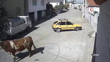 Kızgın boğa, otomobili boynuzlayıp böyle sürükledi