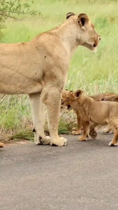 Lion and Cubs in the Wild: Precious Moments