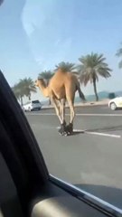 Skating Camel in Dubai: Funny and Unbelievable Desert Scene