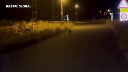 Kars’ta havalar soğudu tilkiler köye indi