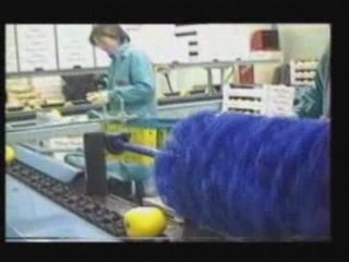 SAMMO Línea de Envasado de Manzanas 🍏