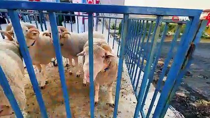 Aliağa, kırsal kalkınmada örnek olmaya devam ediyor