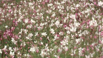 가을꽃 구절초 보며 웃음꽃 '활짝'..."비 내려도 즐거워요" / YTN