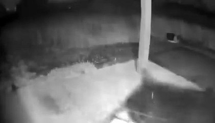 urso rouba comida nos eua