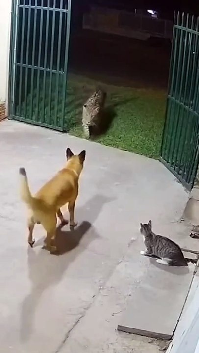 Trending Short Video 2025 #shorts #trending