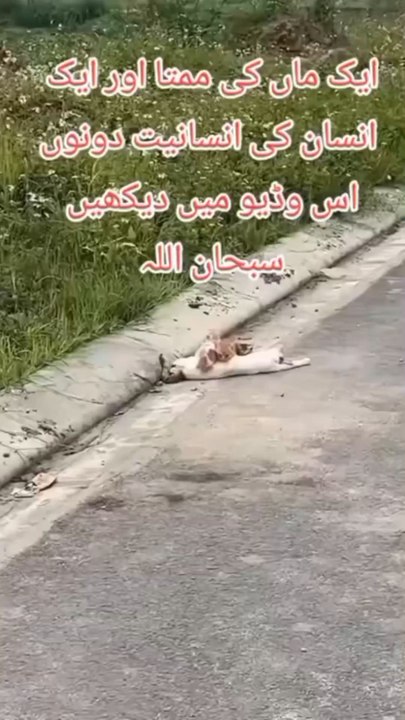 In the British country, animal life is also very precious, and in Pakistan, those who speak the truth are slaughtered in a cruel manner, even by animals.