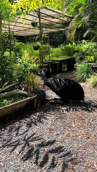 Australian wild life