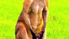 Kangaroo went to gym