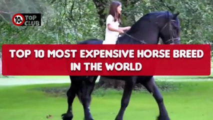 Top 10 Most EXPENSIVE HORSE BREED In The World _ Famous Horse -Top10sClub