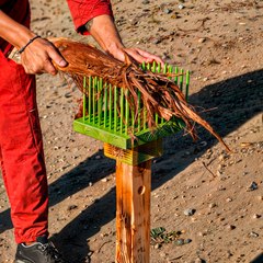 Palm bark is made into fibers for threading