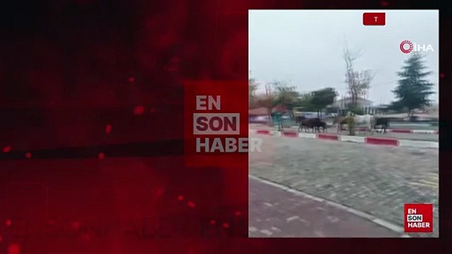 Tekirdağ'da başıboş atlar trafiği tehlikeye soktu